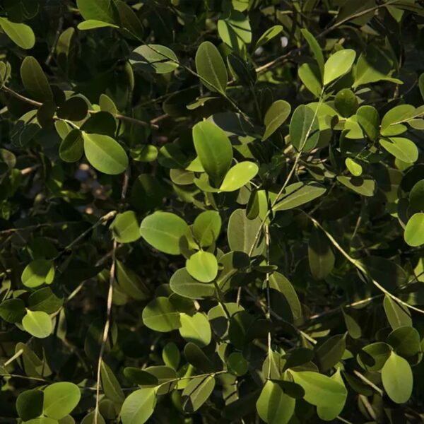 Zoom sur le feuillage de La Casa das Canoas - Projet Lumion 2023 par Adam Ingram