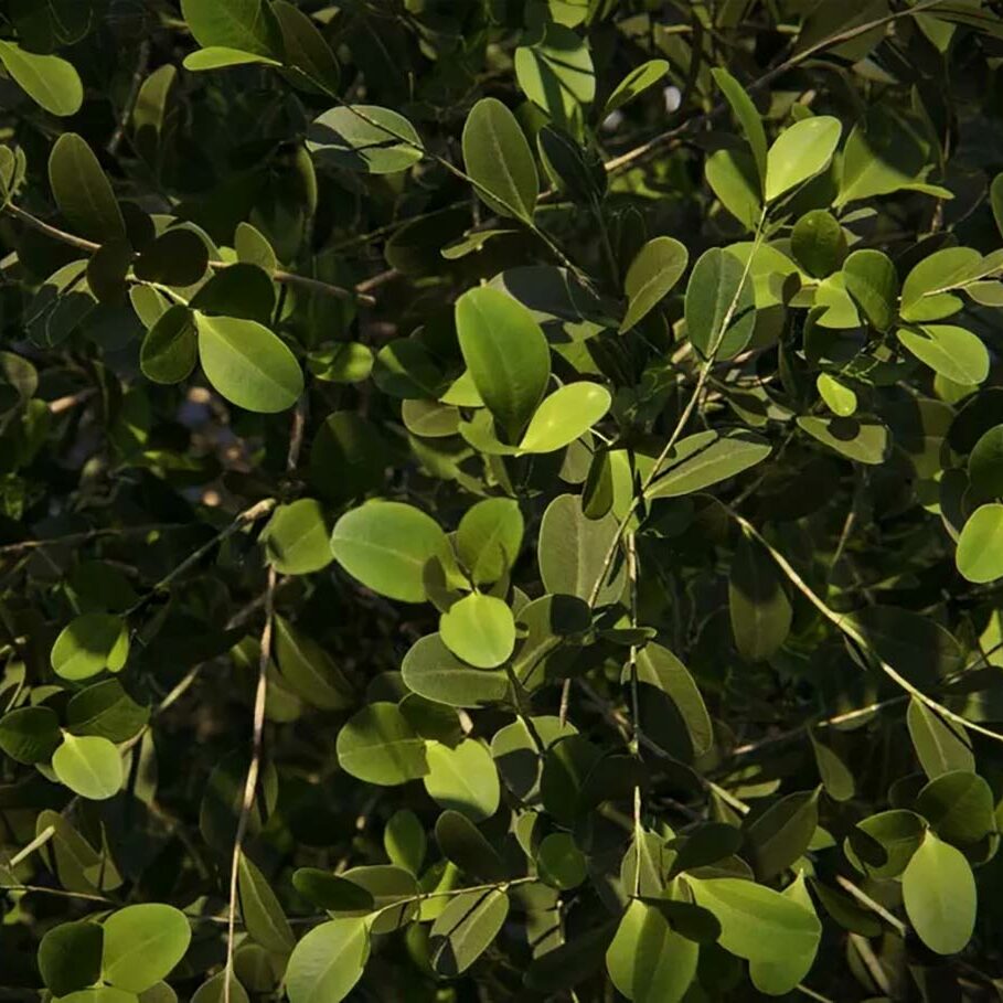 Zoom sur le feuillage de La Casa das Canoas - Projet Lumion 2023 par Adam Ingram