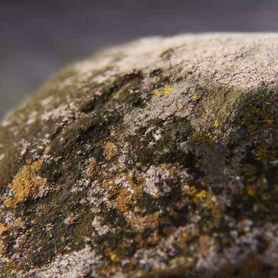 Projet Lumion 2023 Casa Das Canoas par Adam Ingram - Zoom sur les textures