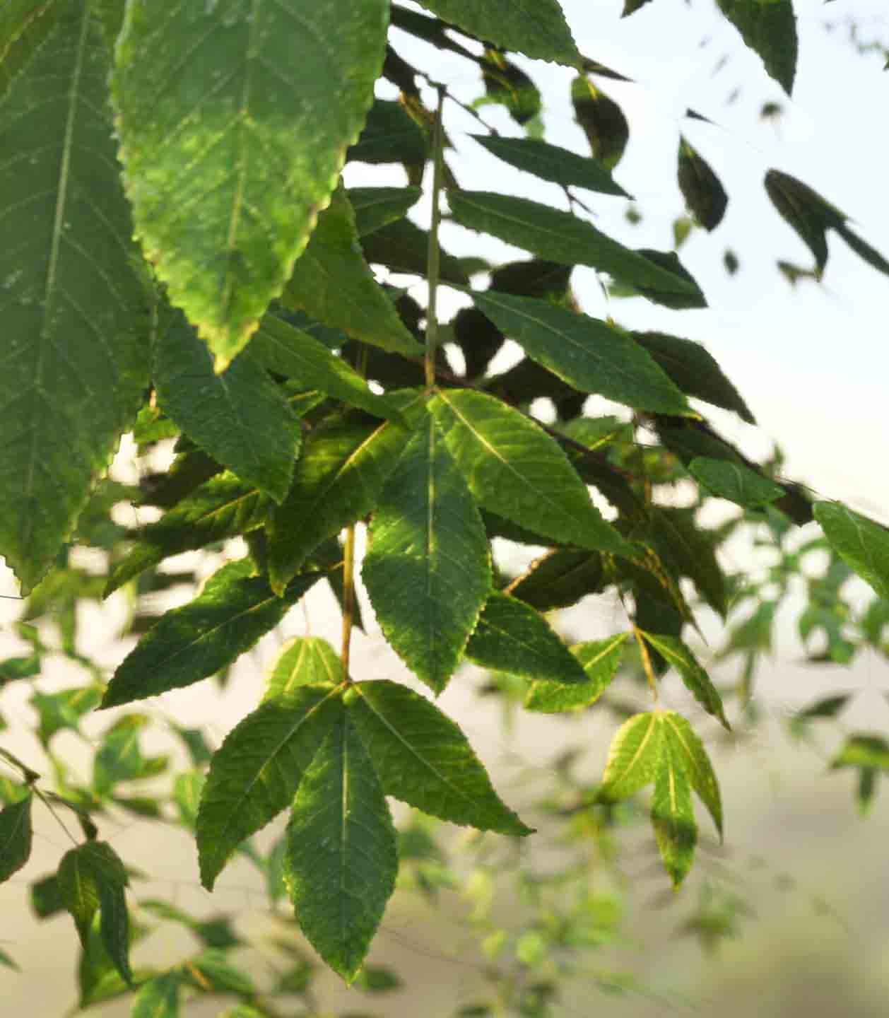 Lumion-2023-3-Rendu-Realiste-Feuilles-2