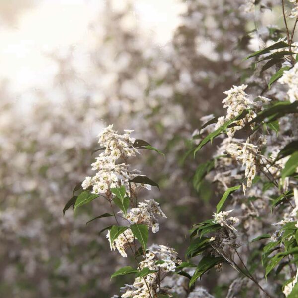 Yellow-pear-tree-rendering-Lumion-2023