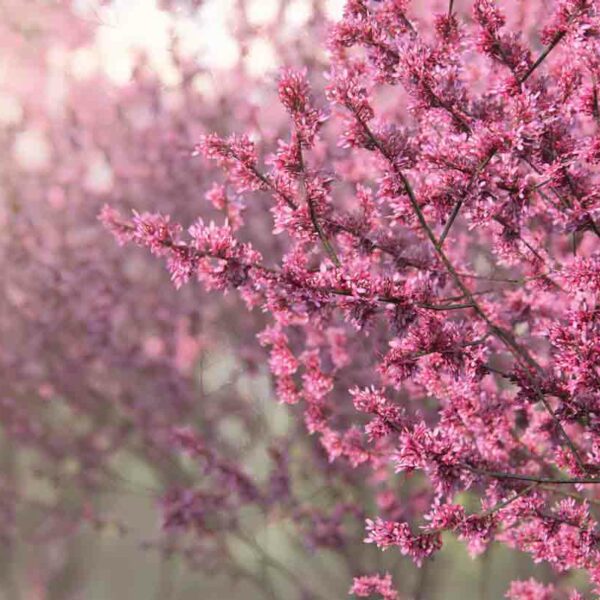 Arbre-3d-vegetation-Lumion-retrospective-2023