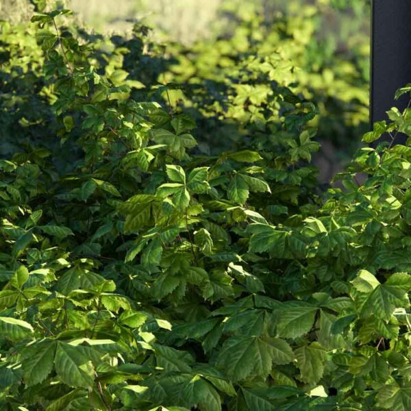 Aperçu-Lumion-2024-Ray-tracing-Nature