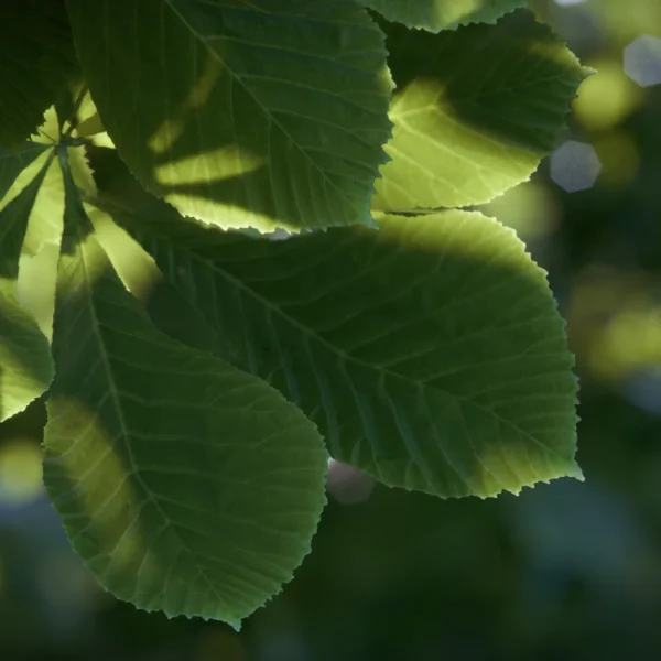 vegetation-ultra-hd-Lumion-2024