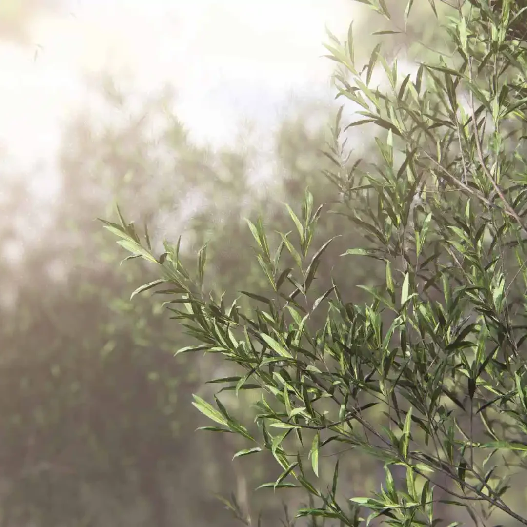 Olivier-pour-paysagers