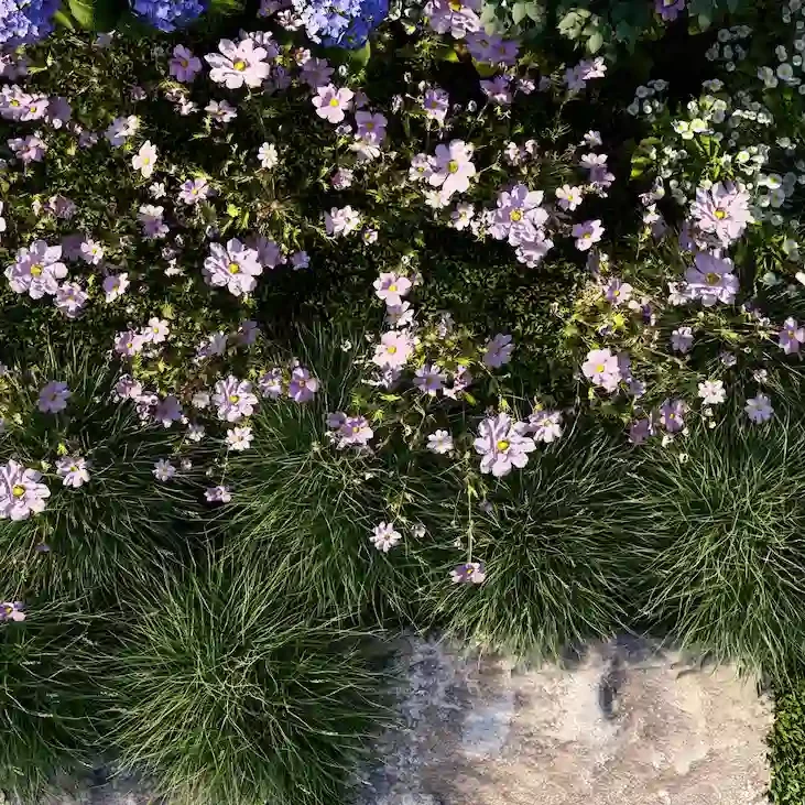 bibliothèque-zoom-violet-pour-paysagistes-l4m