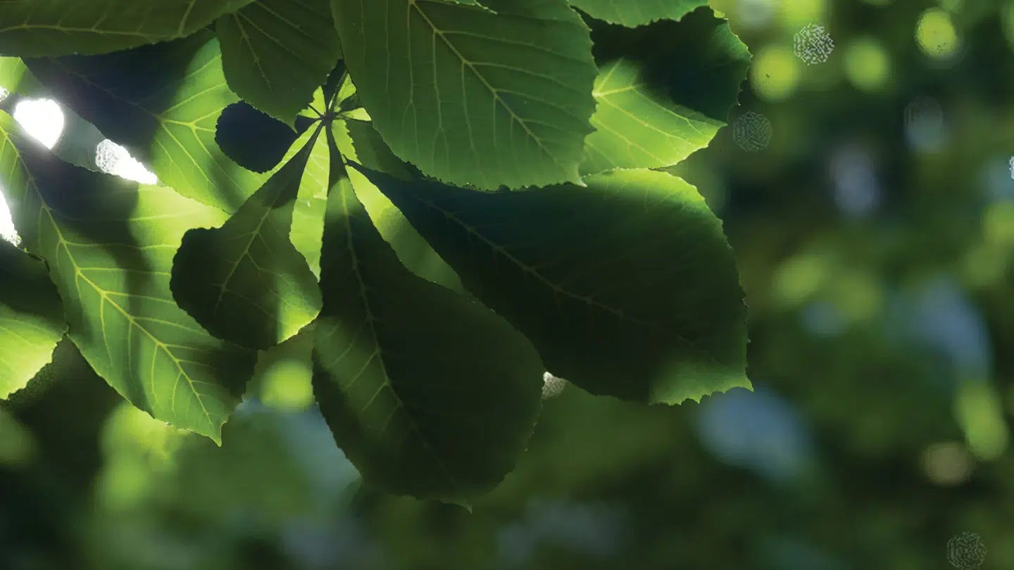 Deflecteur-lentilles-effets-Lumion-gros-plans