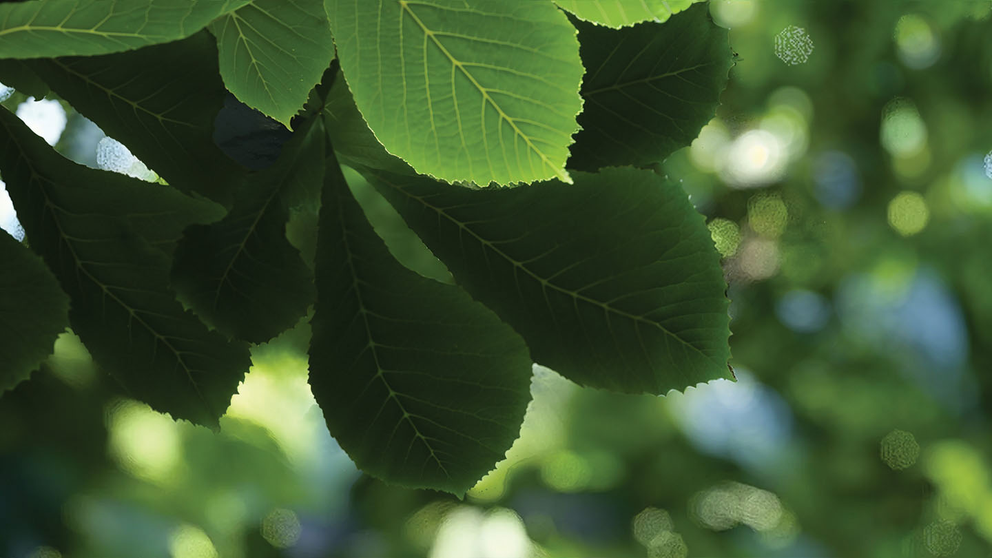 Profondeur-de-champ-Lumion-France
