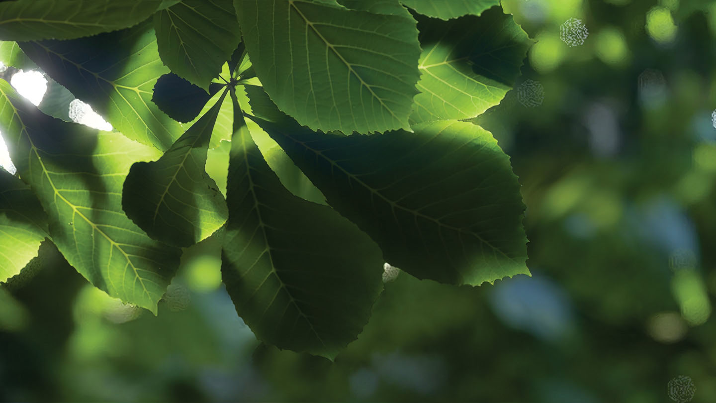 Vignette-effet-rendu-realiste-Lumion-France