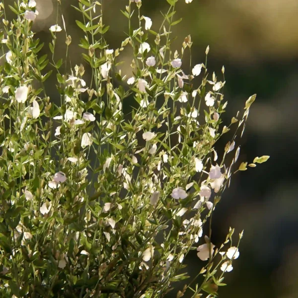 Plante-vegetaux-3d-Lumion-2025-nouveau-contenu-studio-l4m